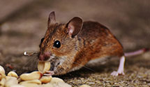 24 Hour & Emergency Exterminators in Southern Md Facility, MD